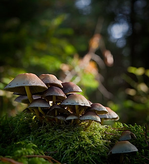 Forest Mushrooms Cluster