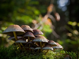 Mushrooms on the forest floor