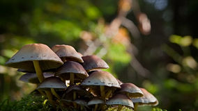 郵便区内特別郵便物（郵便市内特別郵便物）とは