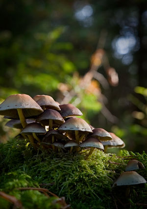 Wild Mushrooms