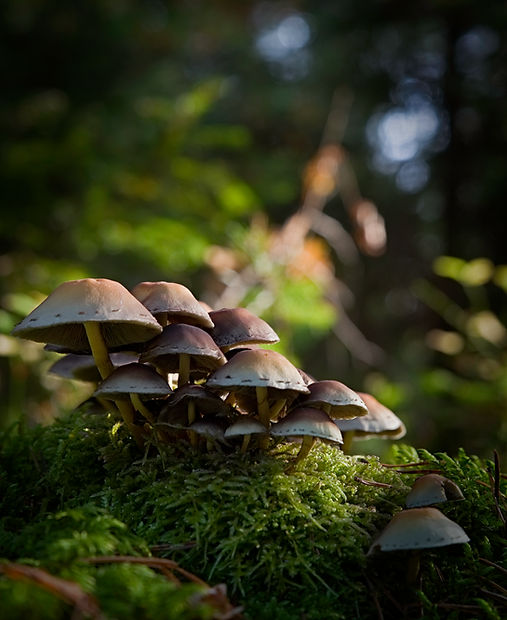 Powdered Mushroom Offer