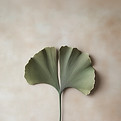 Ginkgo Leaf on Beige