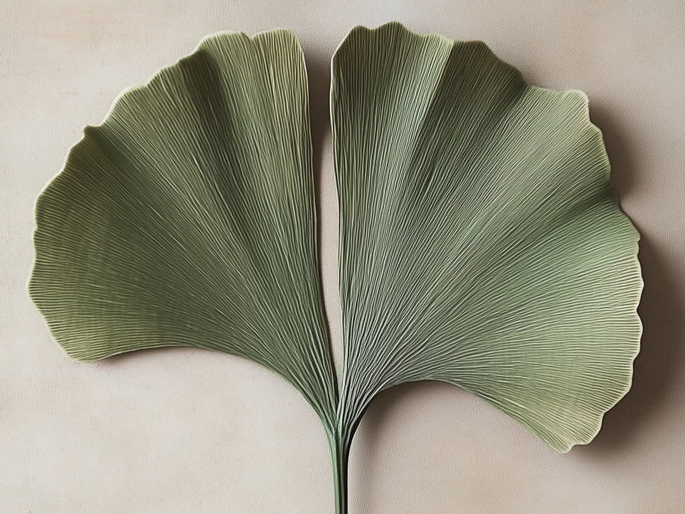 A close-up of a ginkgo leaf with two fan-shaped lobes on a neutral background, symbolizing balance and natural structure.