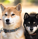 Dos perros