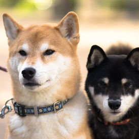 TIPS FOR WALKING ANXIOUS DOGS WITH CONFIDENCE