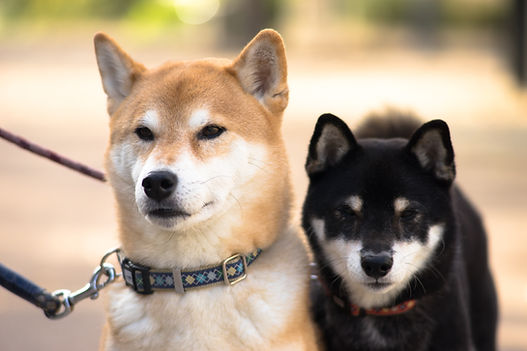 Two Dogs