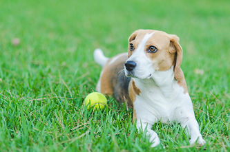 A dog lying peacefully on the grass
