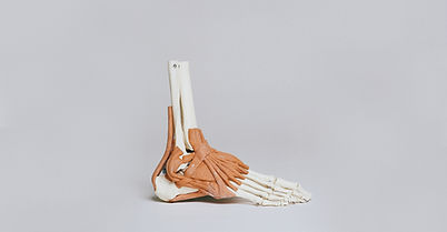 Foot Muscles Model