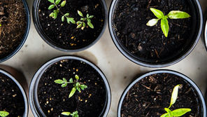 Concerning Growth