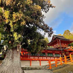 Lantern-lined paths at Kasuga Taisha Shrine during 3-hour Nara walking tour