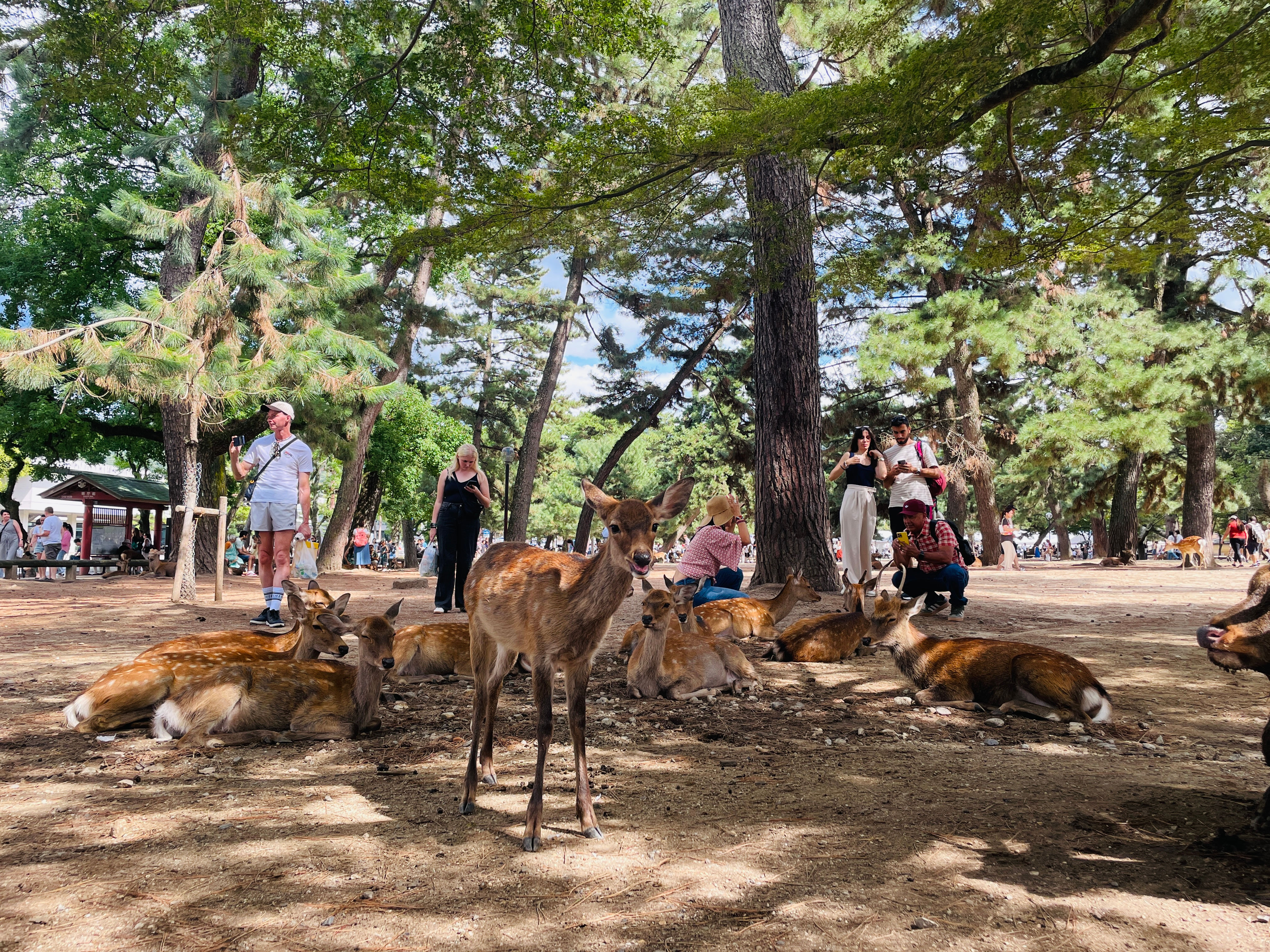 Sacred bowing deer in Nara Park during a deer deep dive walking tour