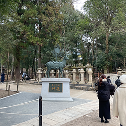 Sacred bowing deer in Nara Park during a deer deep dive walking tour