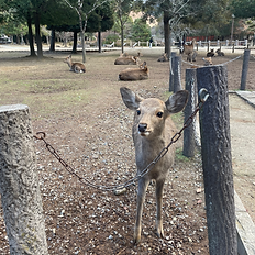 Sacred bowing deer in Nara Park during a deer deep dive walking tour