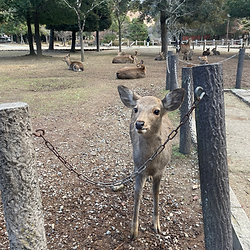 Sacred bowing deer in Nara Park during a deer deep dive walking tour