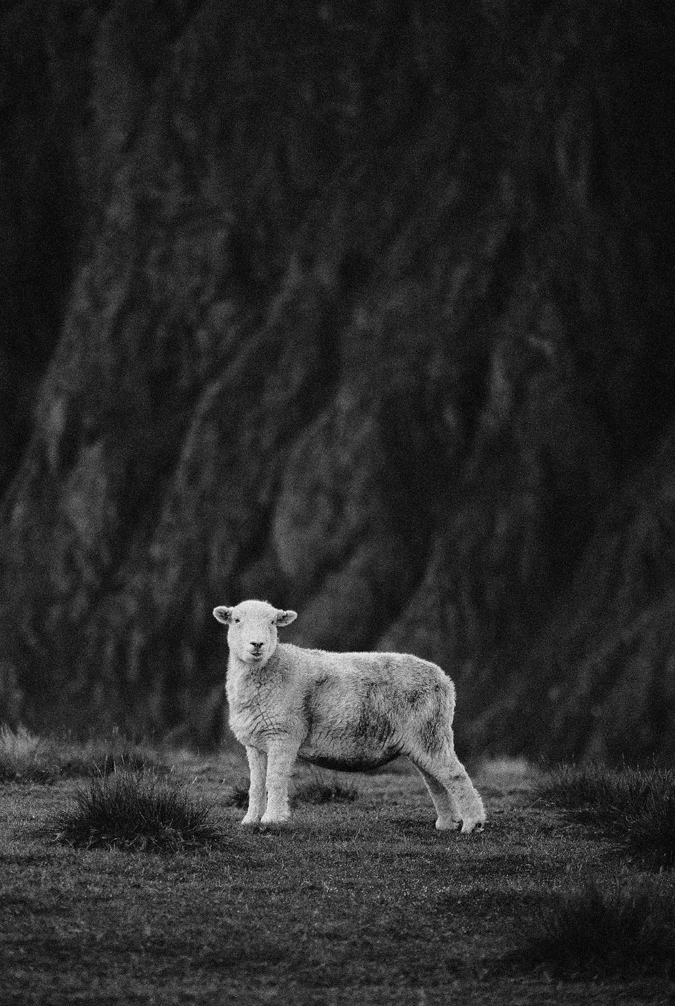 Image by Hanan Edwards