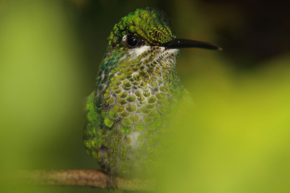 Kolibri