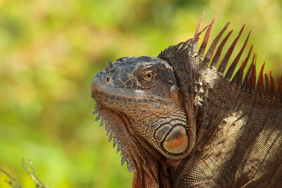 Grüner Leguan