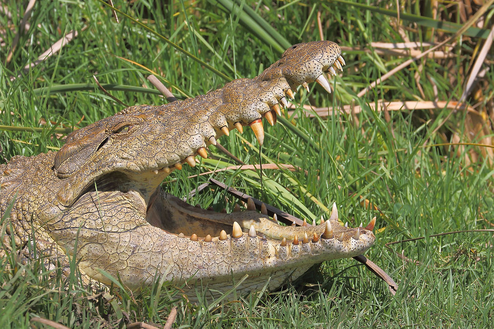 Nilkrokodil
