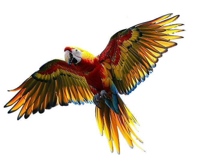 loro-esta-volando-aire-sus-alas-extendidas.png
