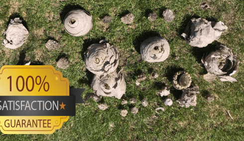 lots of wasp nests compressed.png