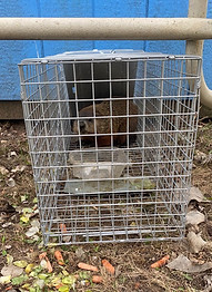 Woodchuck caught in live trap.jpg