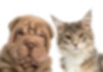 Foto de gato e cão na cor beige olhando para frente