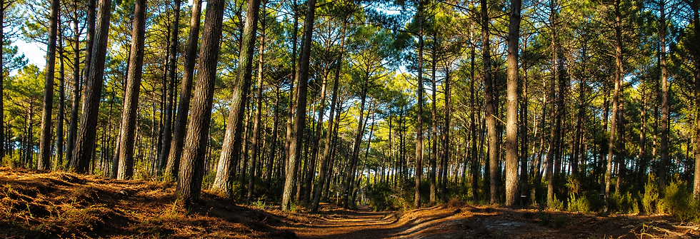 Sentier dans une forêt de pins landaise ensoleillée.