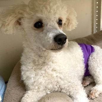 パパ犬のコロンくん