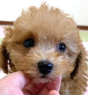 リッツくんの紹介写真