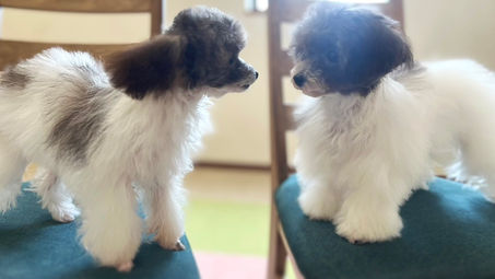 パーティカラーのカワイイ兄妹ご家族様募集中!!