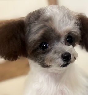 タウィーちゃんの紹介写真