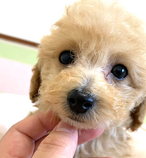 ハルくんの紹介写真