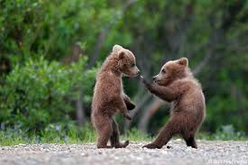 Bear Complex.jpeg