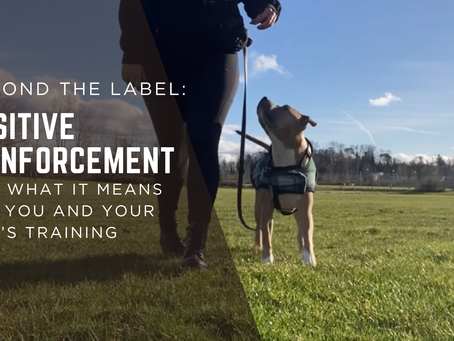 Dog wearing a harness looks up at their handler while walking on leash in an open grassy field under a blue sky, with overlaid text reading “Beyond The Label: Positive Reinforcement and What It Means For You and Your Dog's Training.”