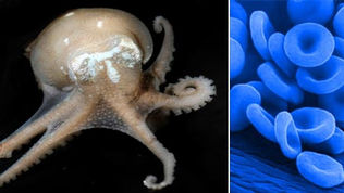 Octopus Blood Colour
