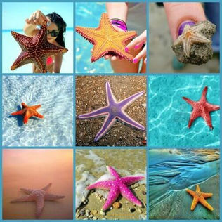 Starfish : Magnificent and Mysterious Sea Creatures