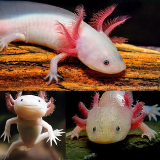 What is an Axolotl? Information About Its Features.