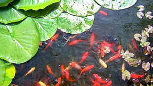 Goldfish Varieties: Favorite of Gardens and Aquariums