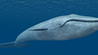 What is a Blue Whale? Features