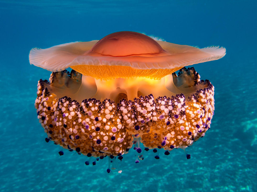 Mediterranean Blue Jellyfish (Cotylorhiza tuberculata)
