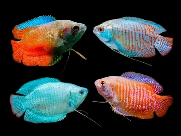 Dwarf store gourami care