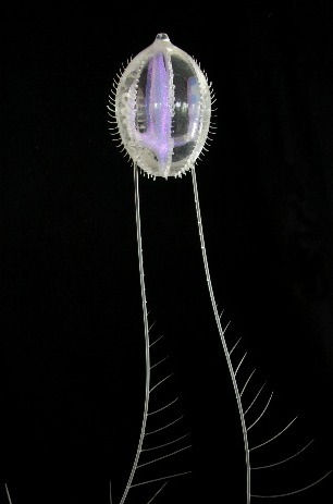 Pleurobrachia Pileus
