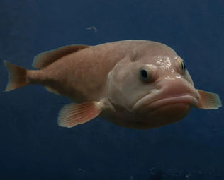 What is Blob Fish? Is it edible? What are its features?