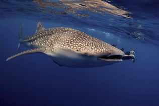 Whale Shark: The World's Largest Fish