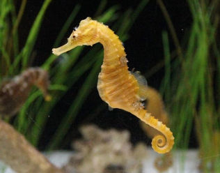 What is a Seahorse? Where it lives?