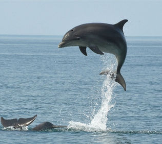What are the Interesting Features of Dolphins?