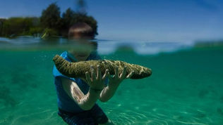 What is Sea Cucumber? What are its features? Can you eat sea cucumber?