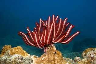Sea Tulip: Mysterious and Colorful Creature