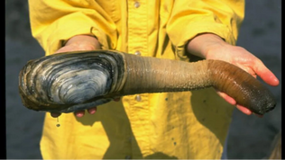 What is Geoduck Mussel? Is It Available in Turkey?