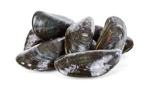 How to Calculate Age of Mussel?